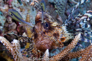 Lionfish by Stuart Ganz 